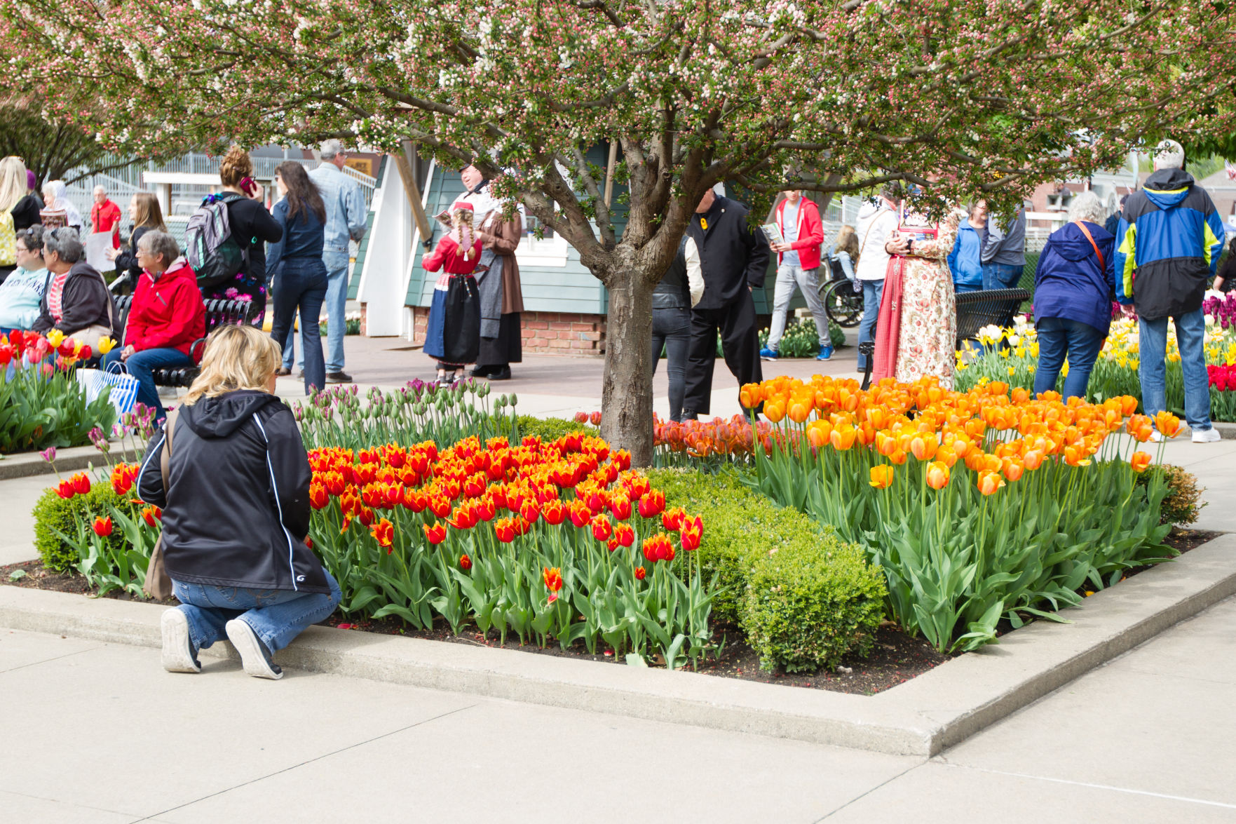 84th ANNUAL TULIP TIME